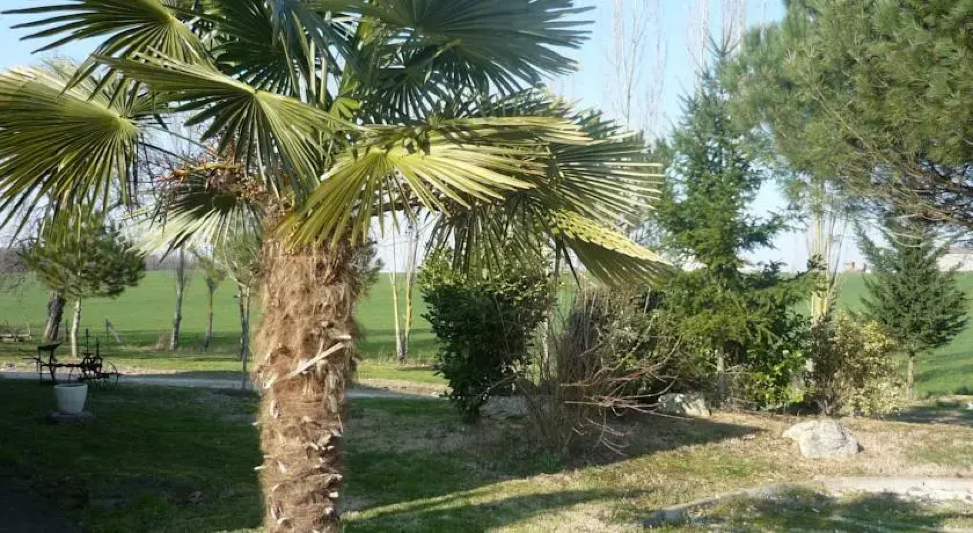 Les Marronniers