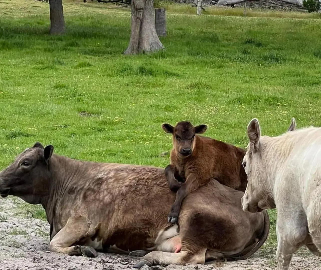 Rosa Glen Retreat - New, Couples farmstay, Margaret River