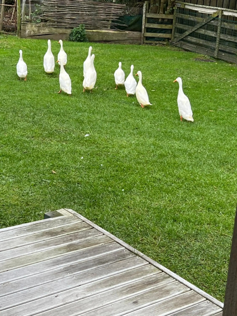 @Taradise-Opunake - eco-friendly Coastal hideaway