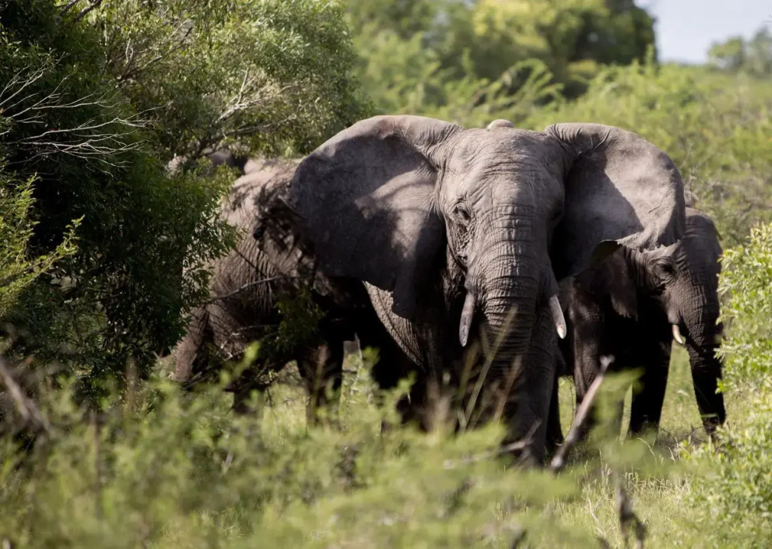 Royal Thonga Safari Lodge
