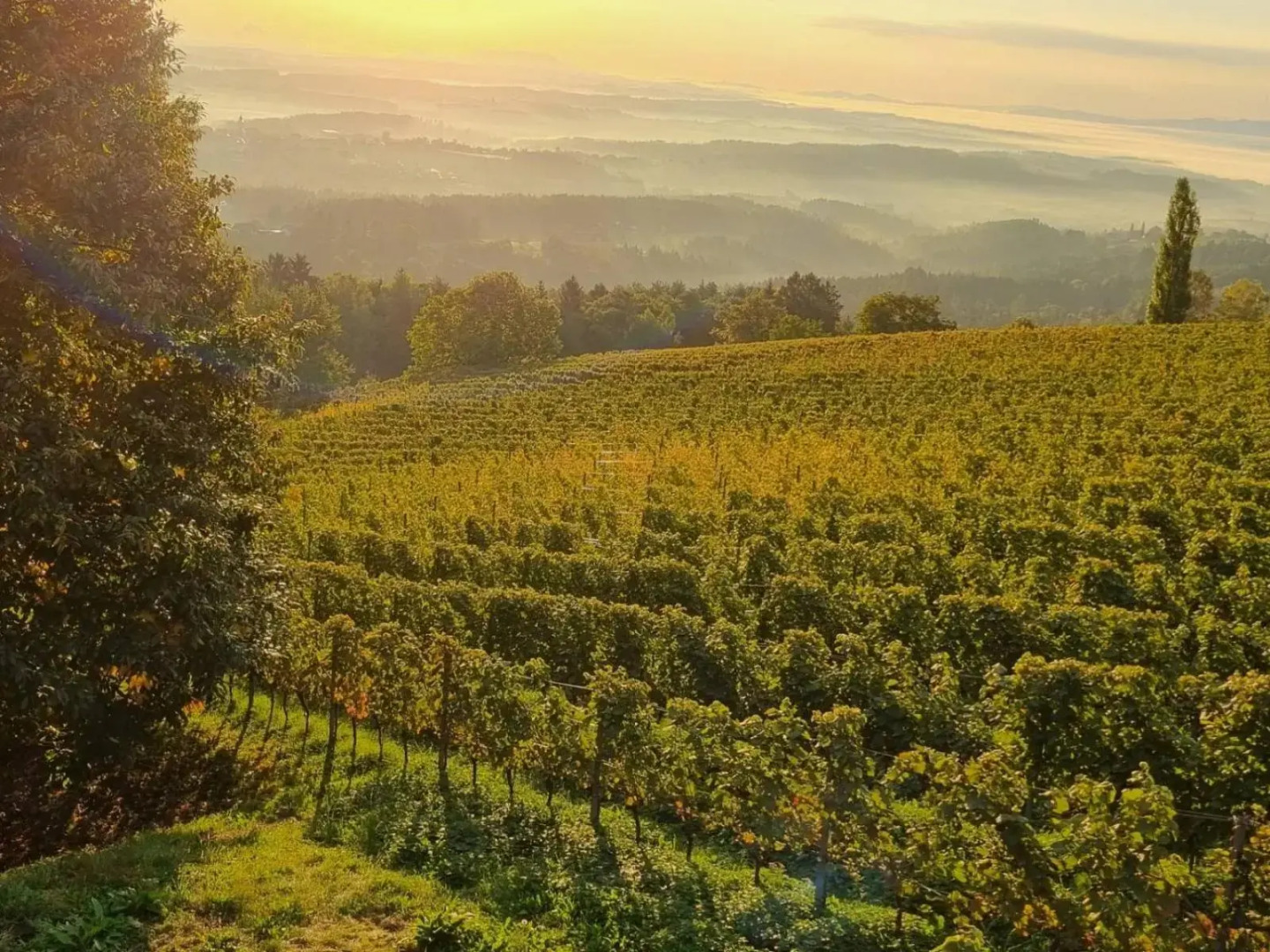 Weinstöckl Hochgrail pures sein