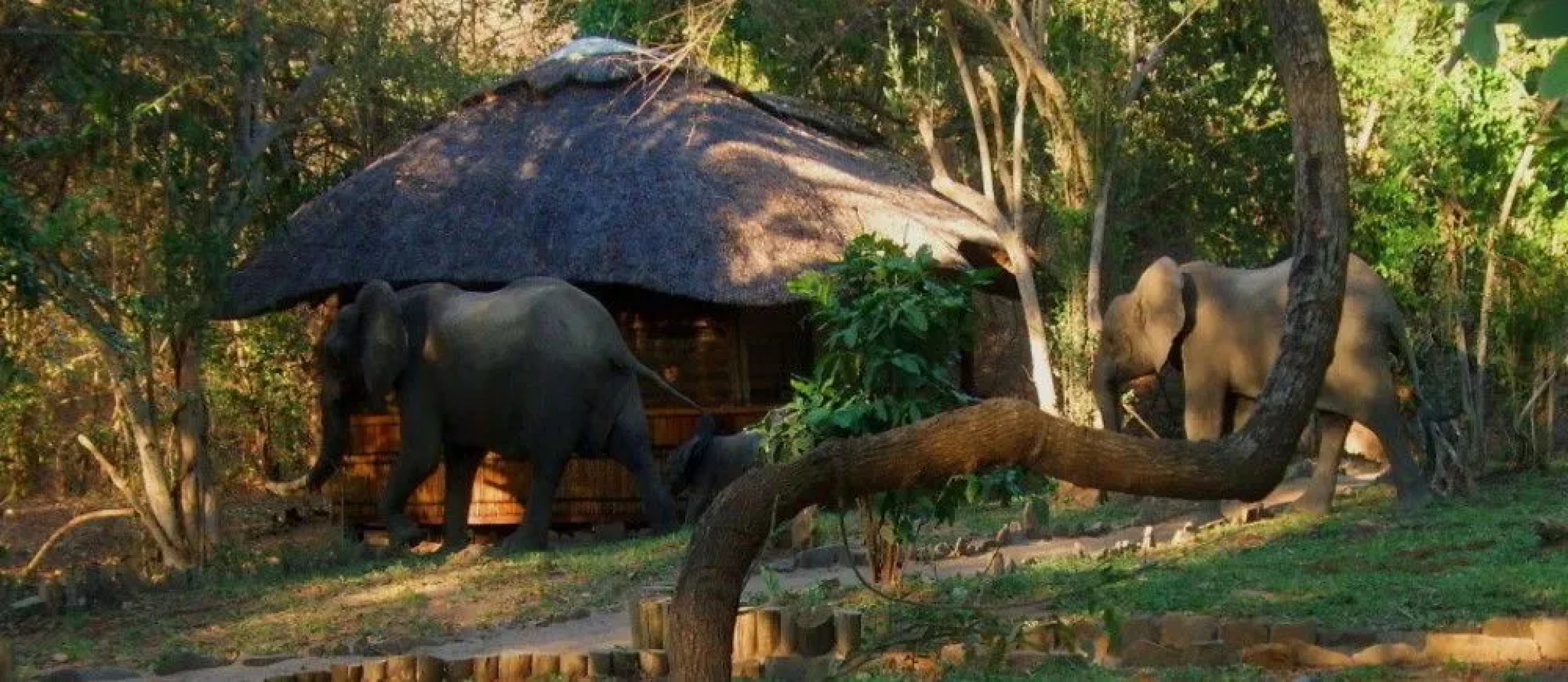 Selous Serena Camp