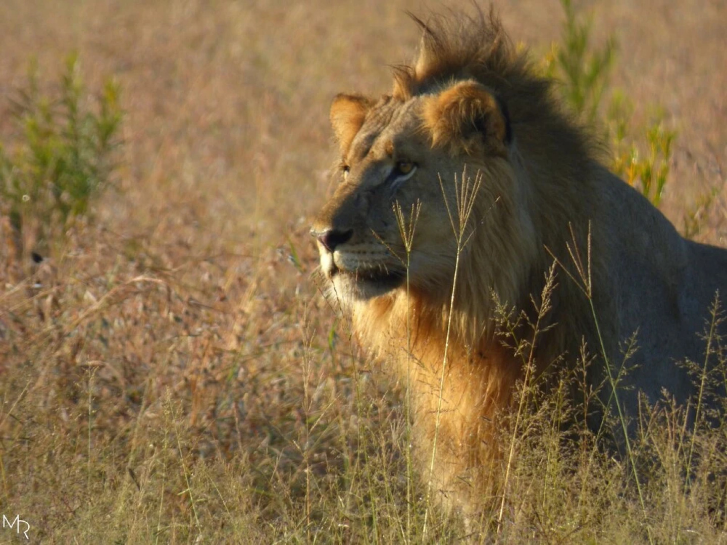 Thorn Tree Bush Camp