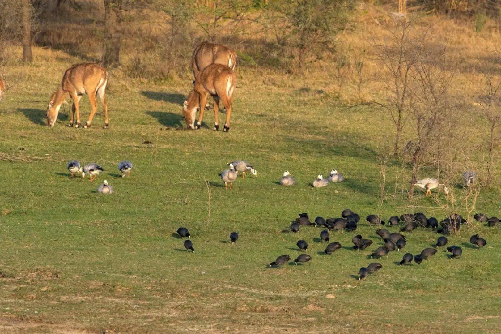 RAAS Chhatrasagar