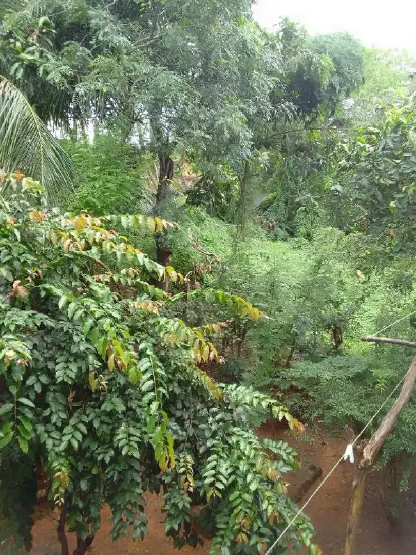 Mithi-la city home stay