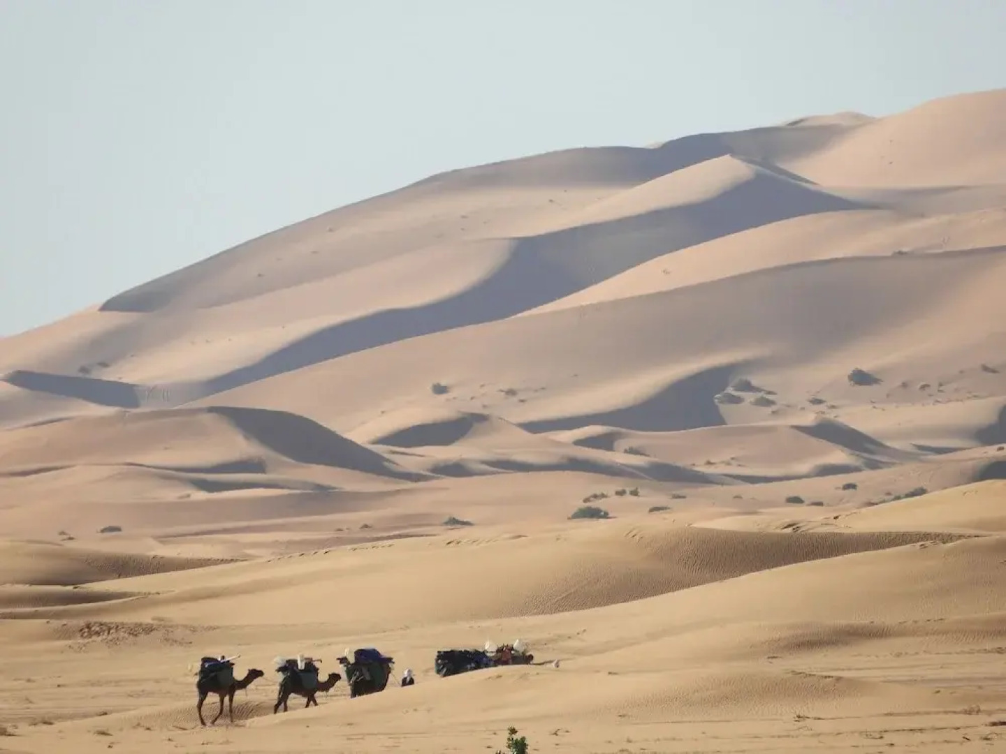 Sahara Camel Trips