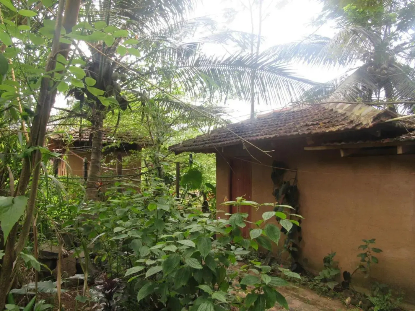 Rural Jungle Backpackers Hostel