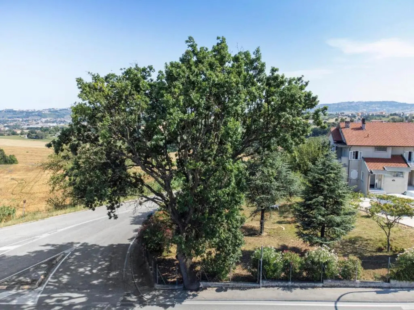 Oak Tree 114 Bnb