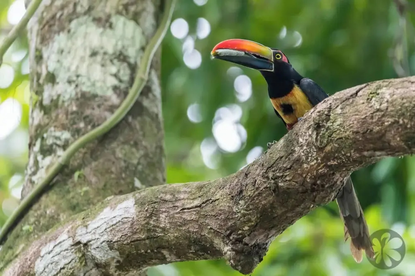 Villa Bruno - Terrace - Jungle - Birdwatching