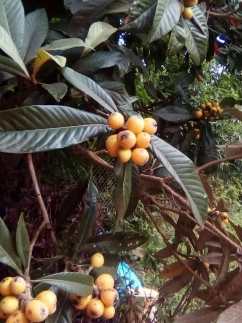 Espaço UNIFLORA Eventos