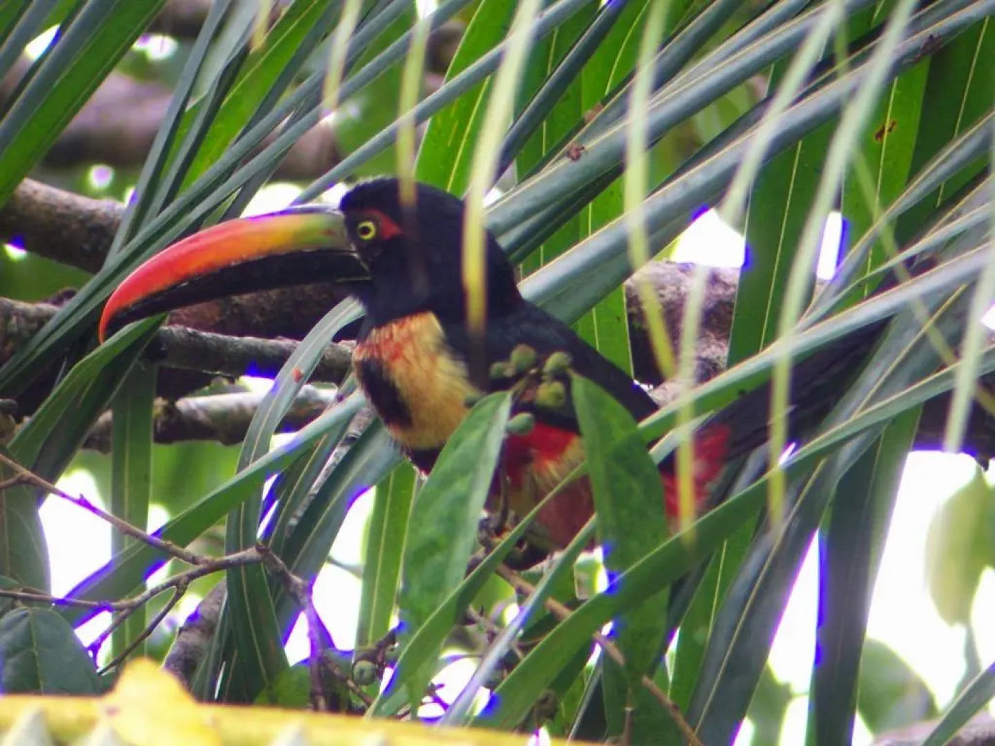 Casa Horizontes Corcovado