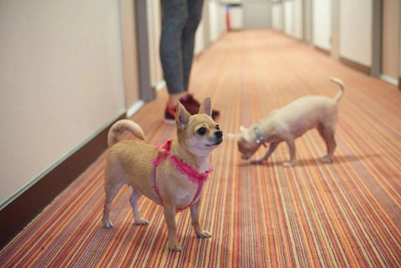 Ace Hôtel Noyelles Godault