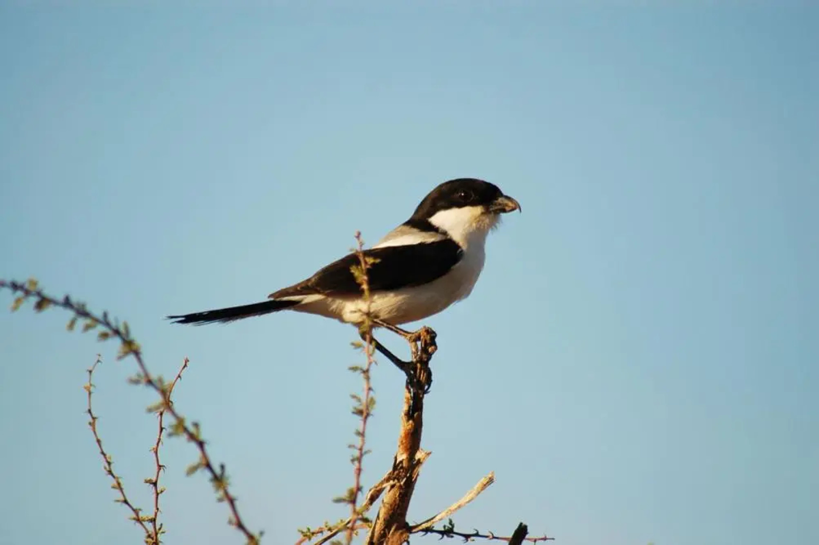Samburu Intrepids Tented Camp