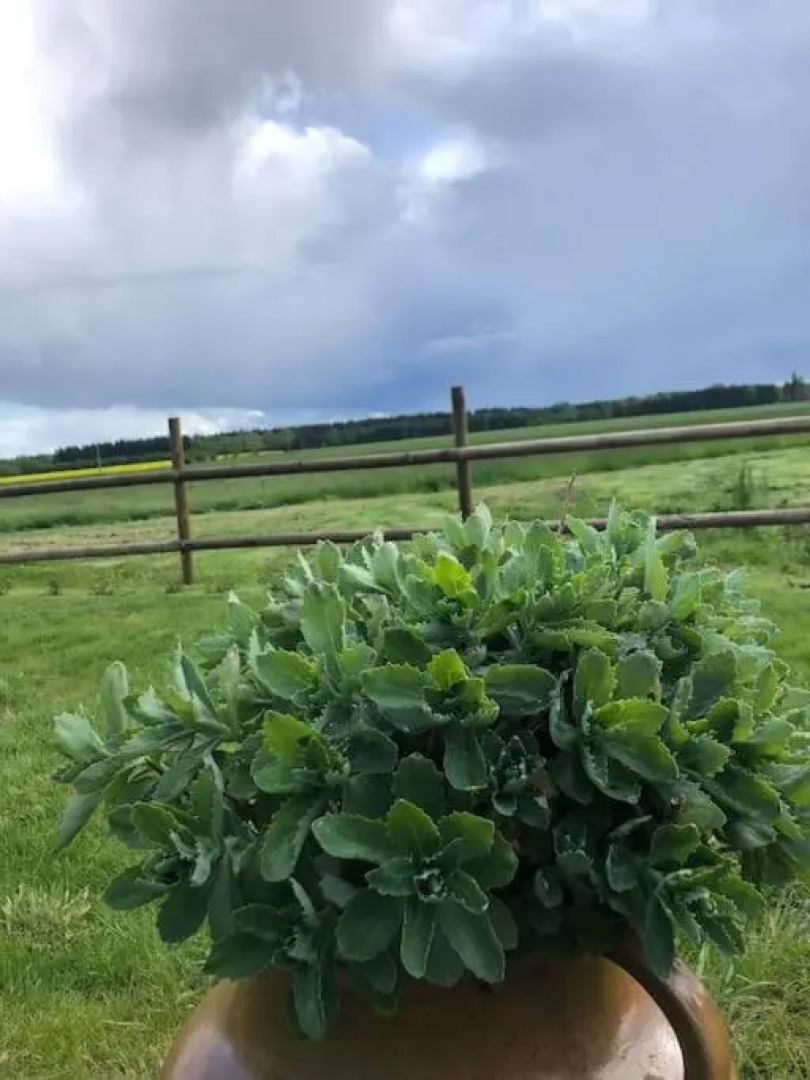 Sainte Suzanne gite de LA CHARRETERIE