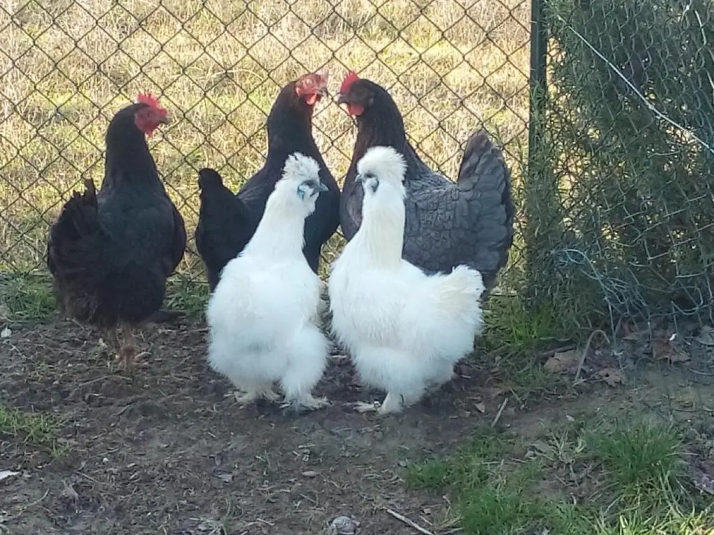 Affittacamere Albafiorita