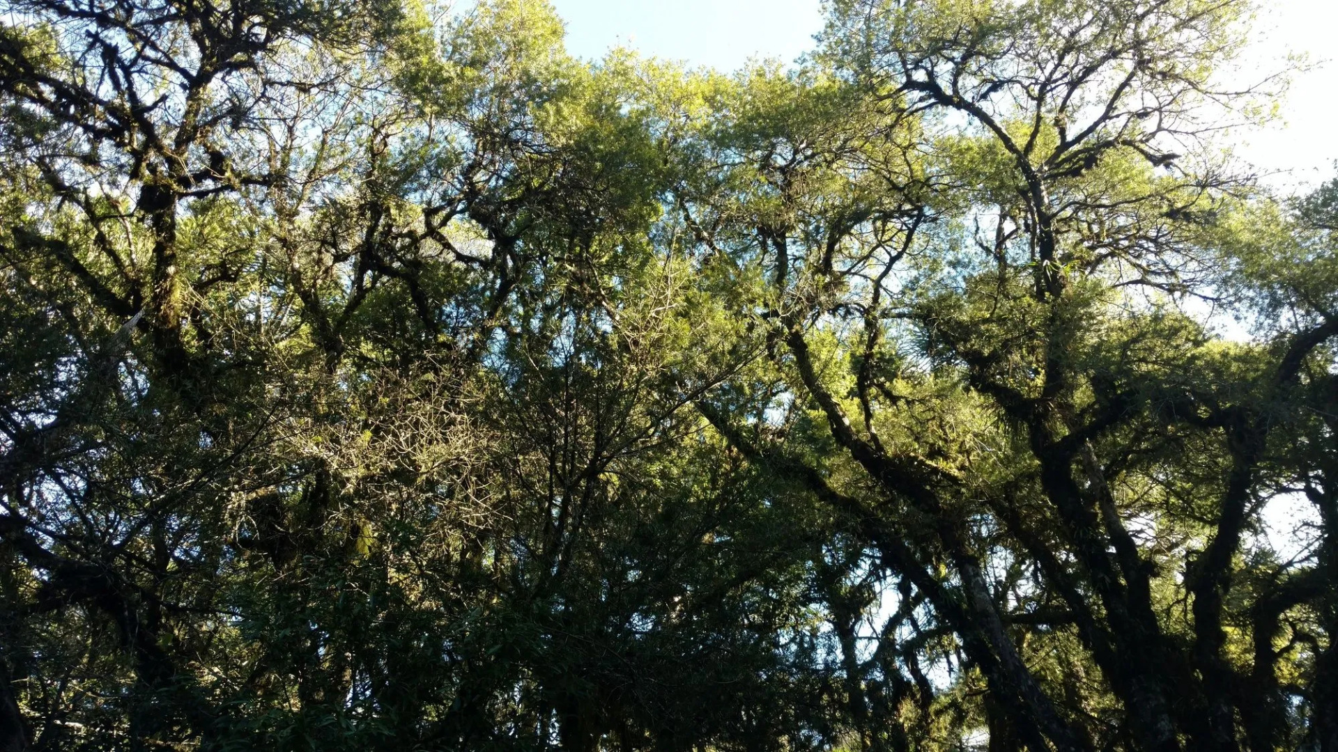 Laje de Pedra Mountain Village Prime