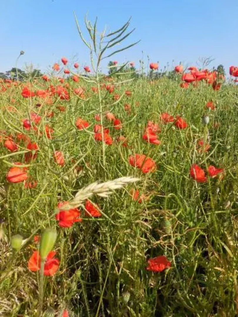 Roter Bungalow am Strand _50m_ _ O