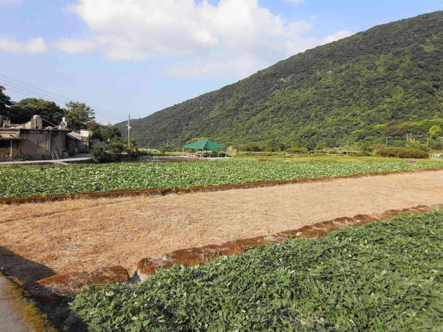 Greenpeak Holiday Villa