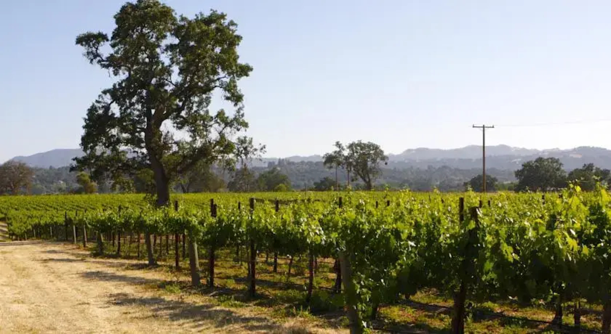 Honey Oak House at Laraneta Vineyards