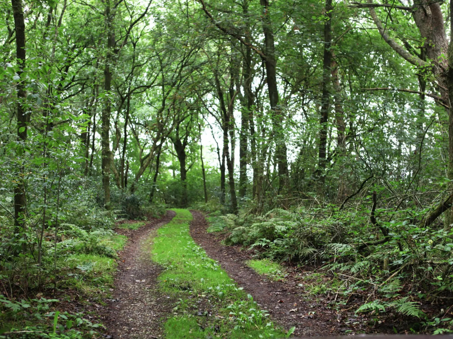 Cozy Holiday Home in Zuidwolde near Forest