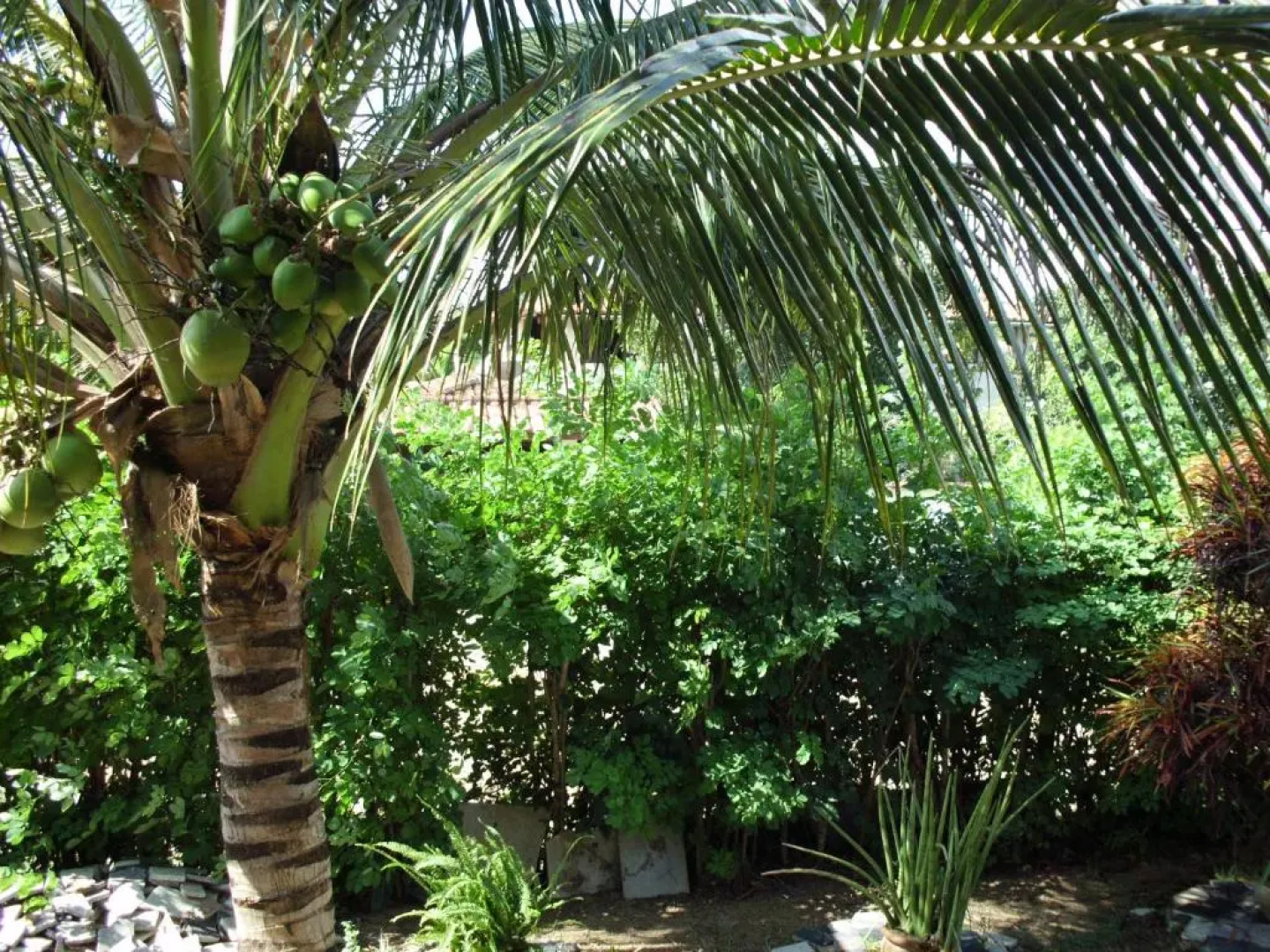 Pousada Pimenta Rosa