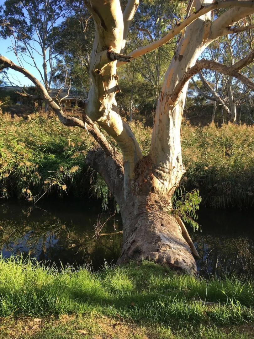 Strathalbyn Gasworks