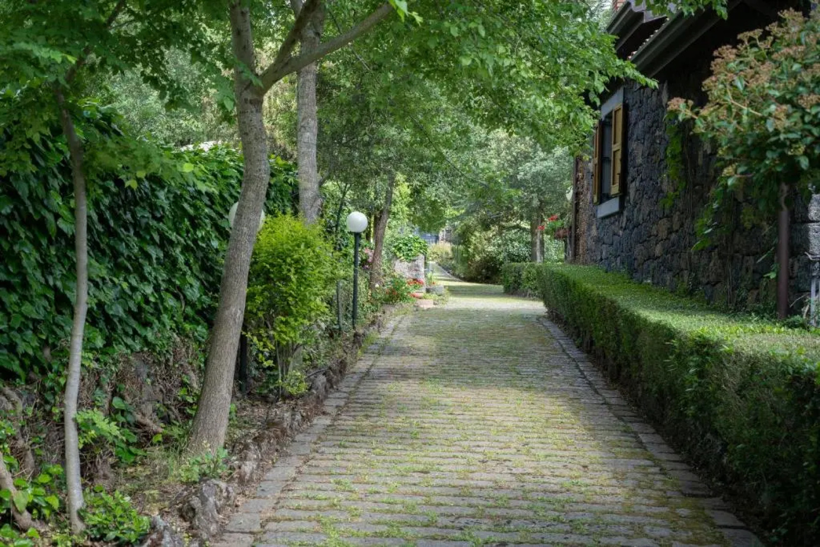 Il Castagno dell'Etna