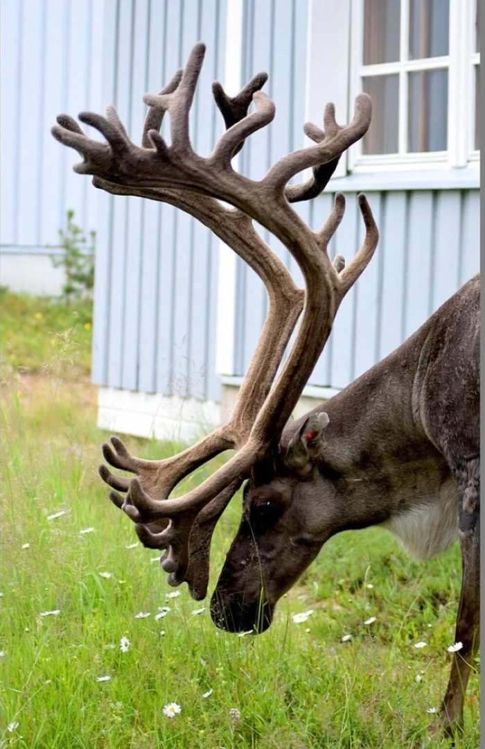 Saarisel Ntie 8 a 1 Saariselk