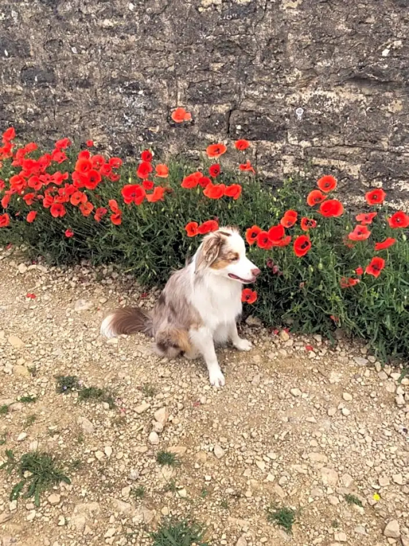 LE JARDIN Charme au cœur de Meursault