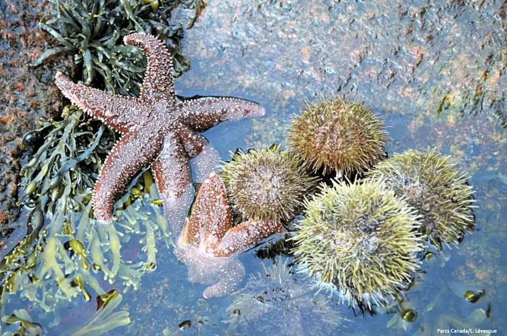 Complexe Hotelier Pelchat