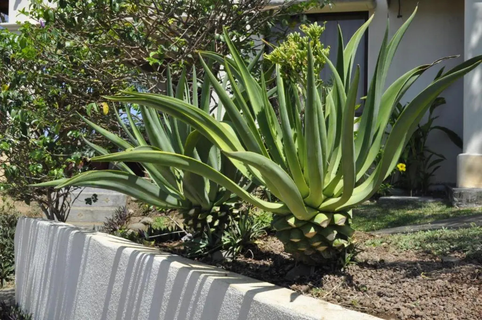 Tropical Gardens - Suites and Apartments