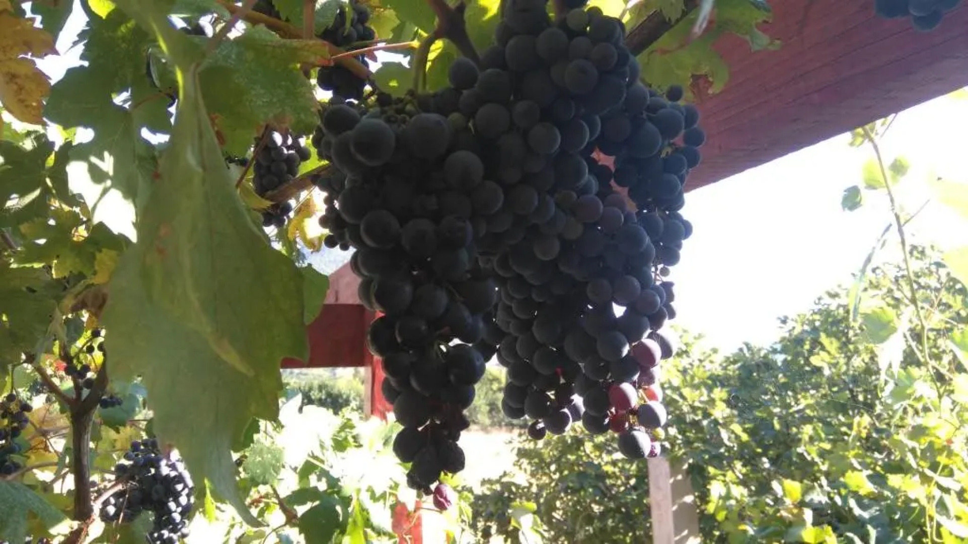 Apartments Picasso Komiza