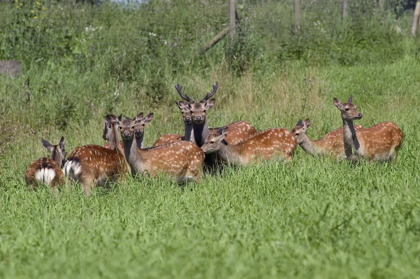 Hotel Sørup Herregaard