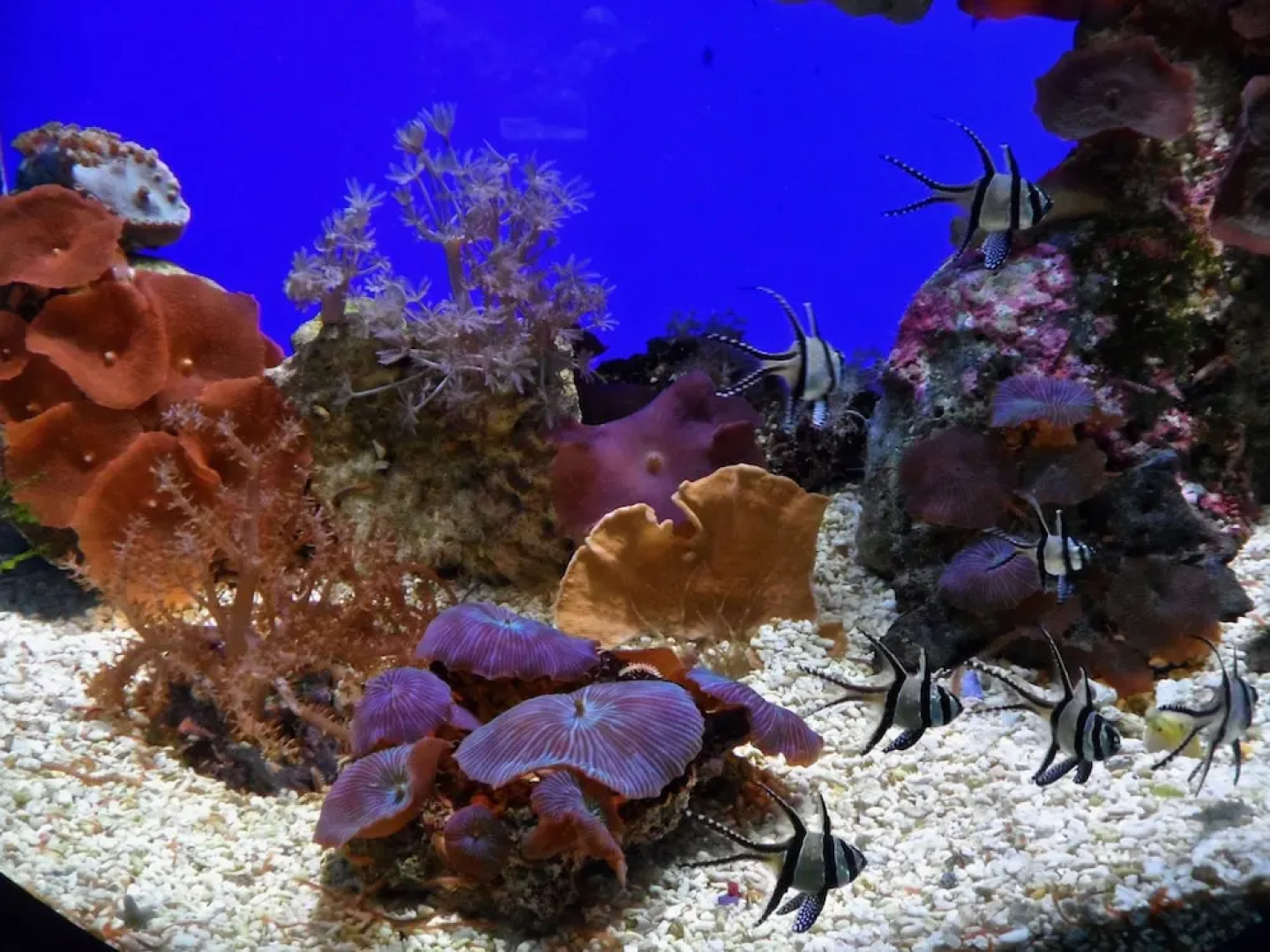 Sainte Agnès Cottages