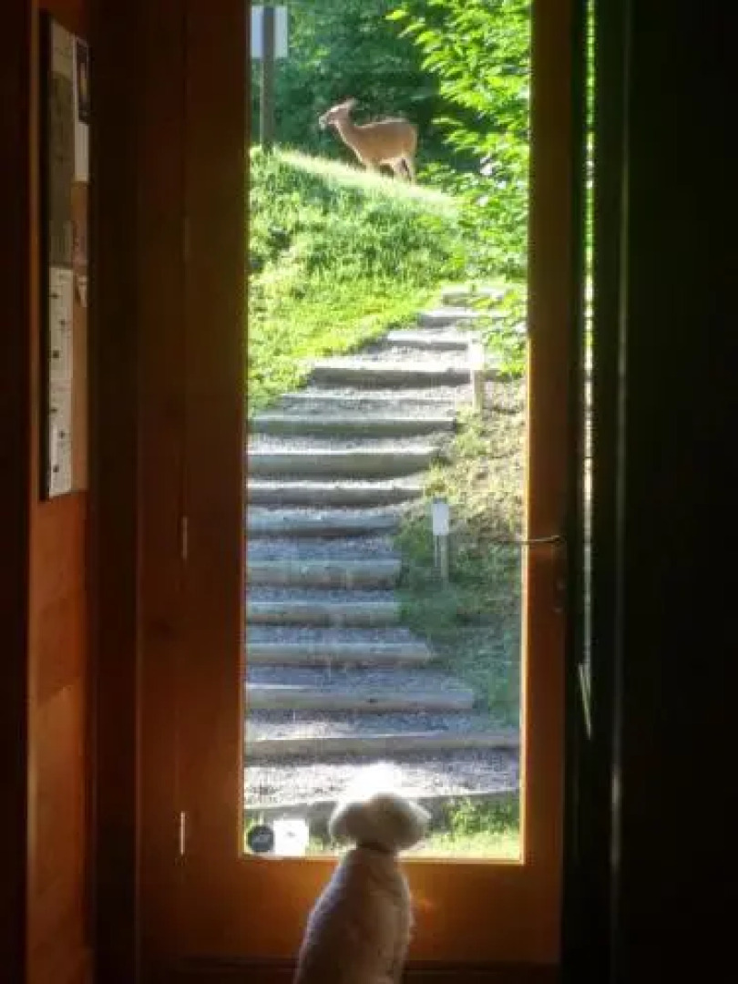 Chalet F116 Mont-Tremblant Nord