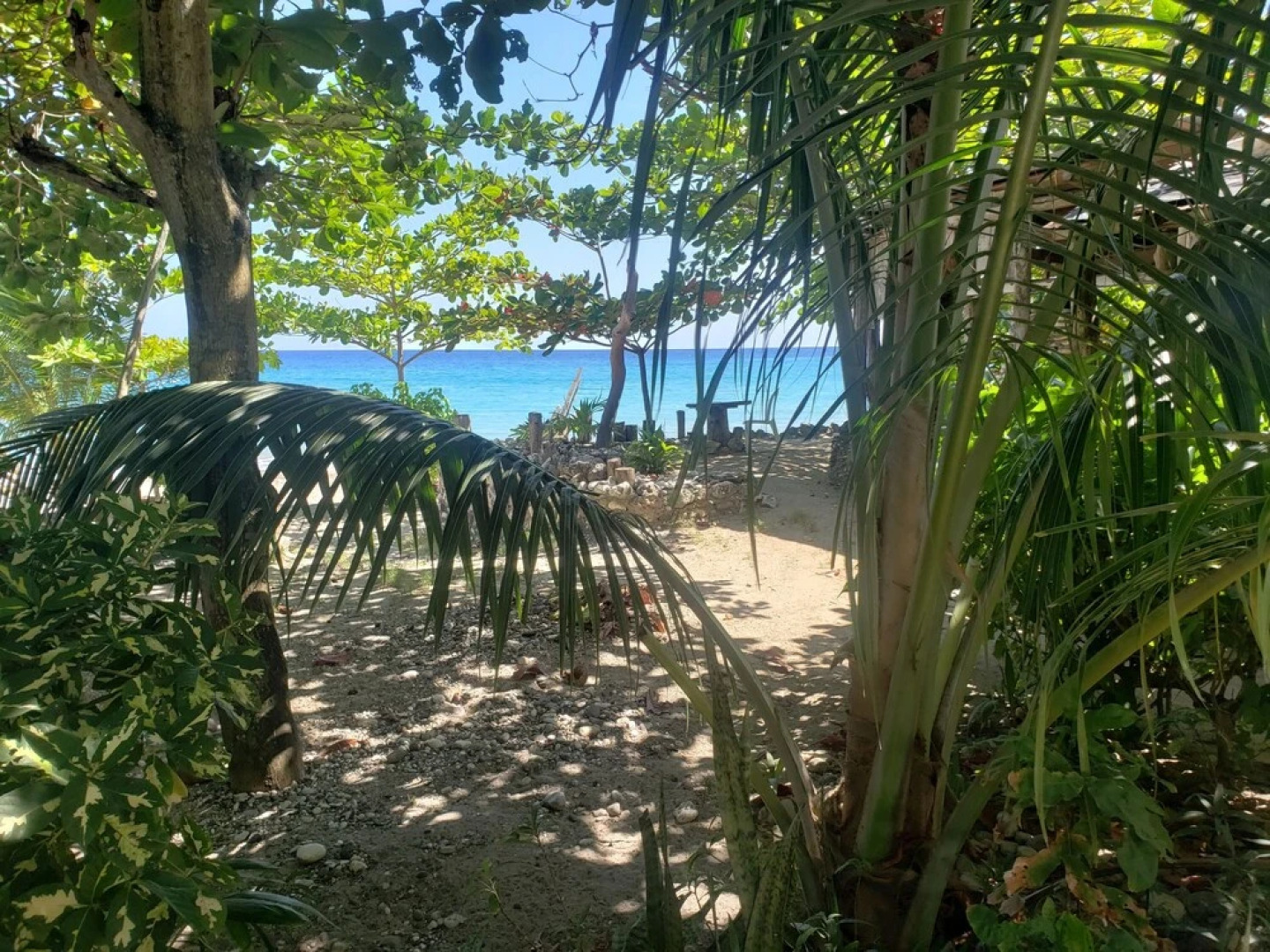 Sea Shell Palms