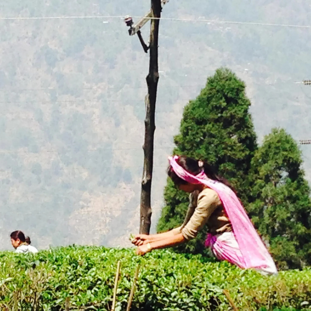 Sourenee Tea Estate & Boutique Resort