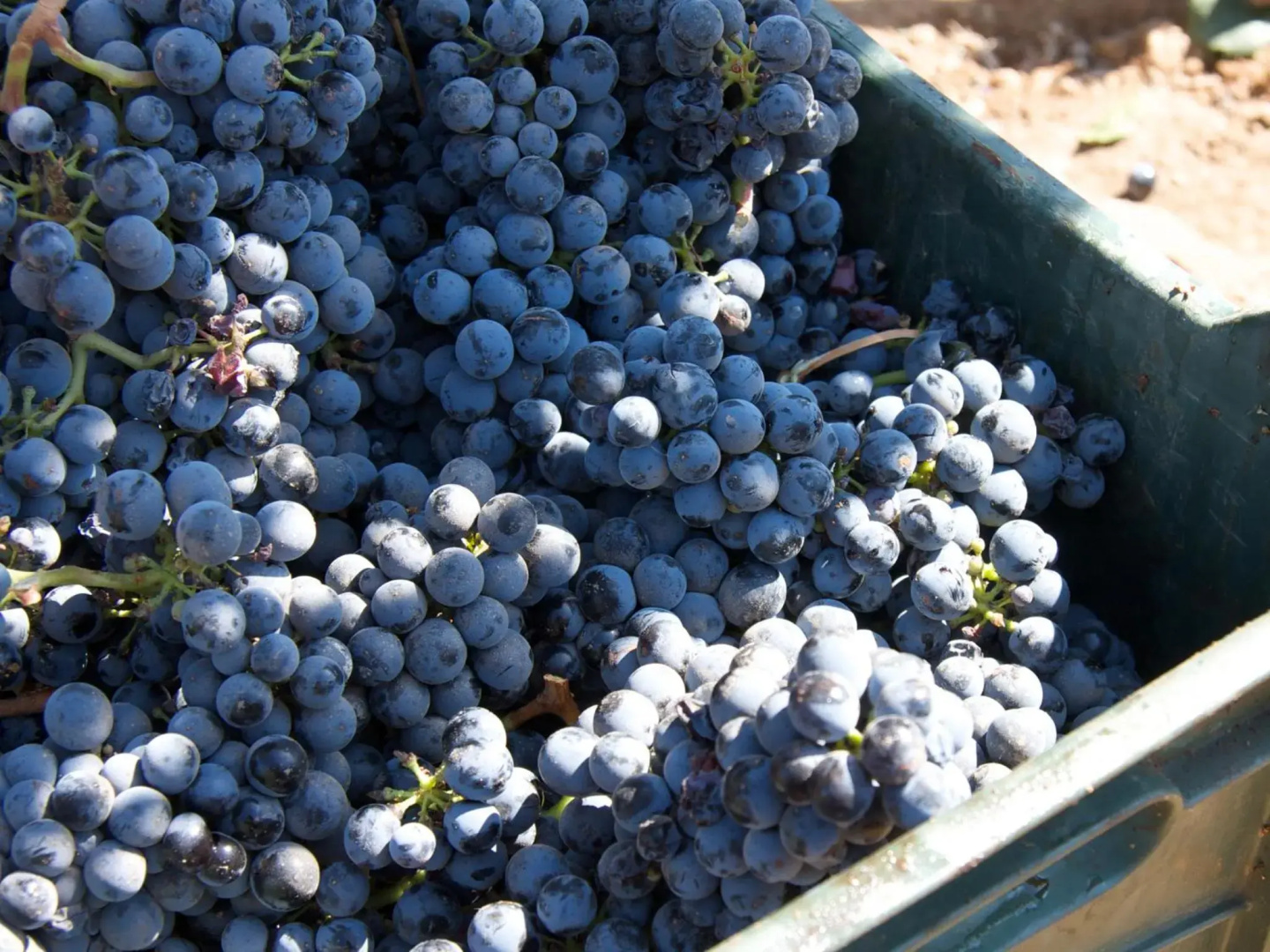 Encuentro Guadalupe