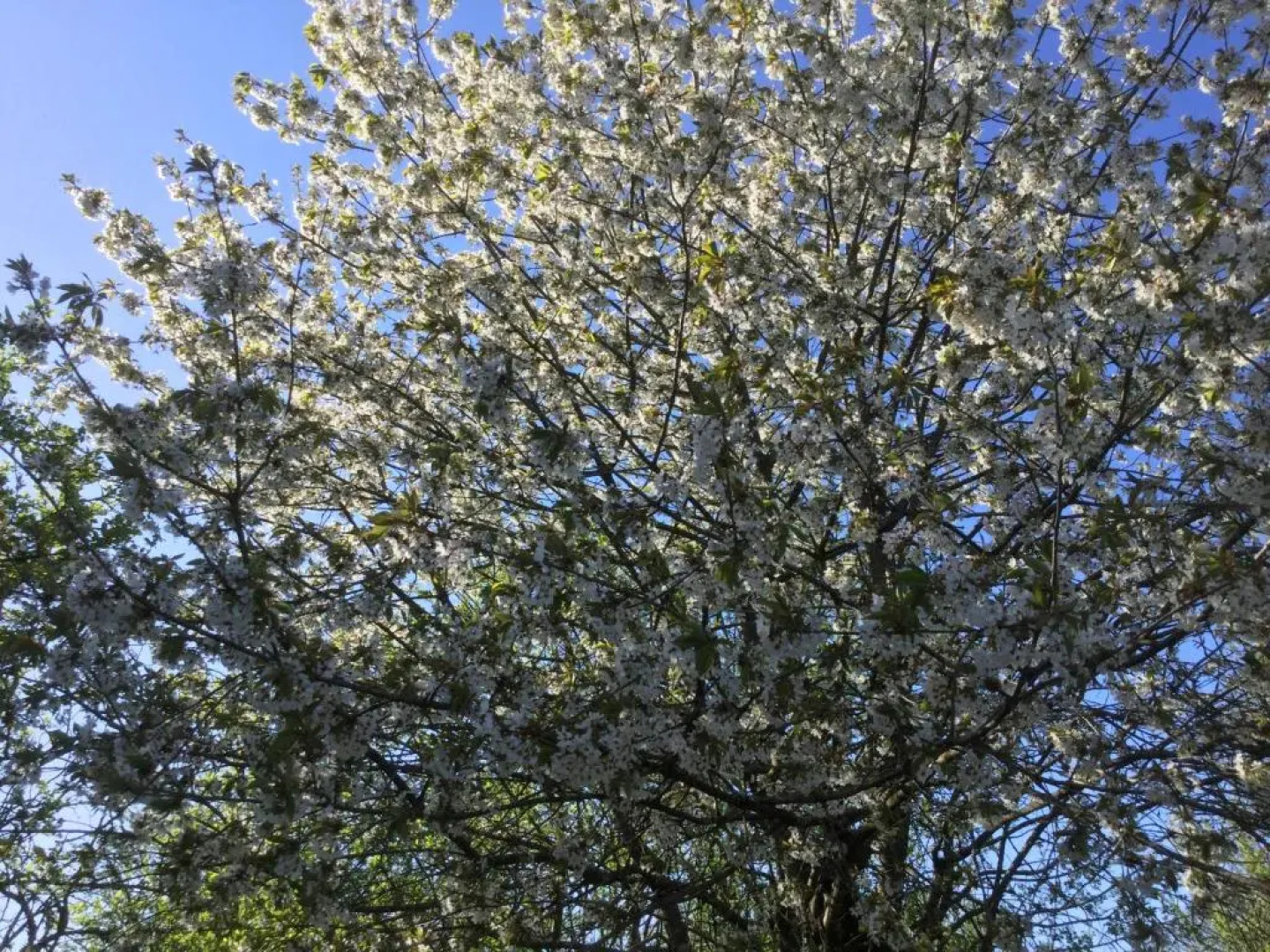 Le Jardin de Rose 24 FEUILLEBERT Romagne 86700