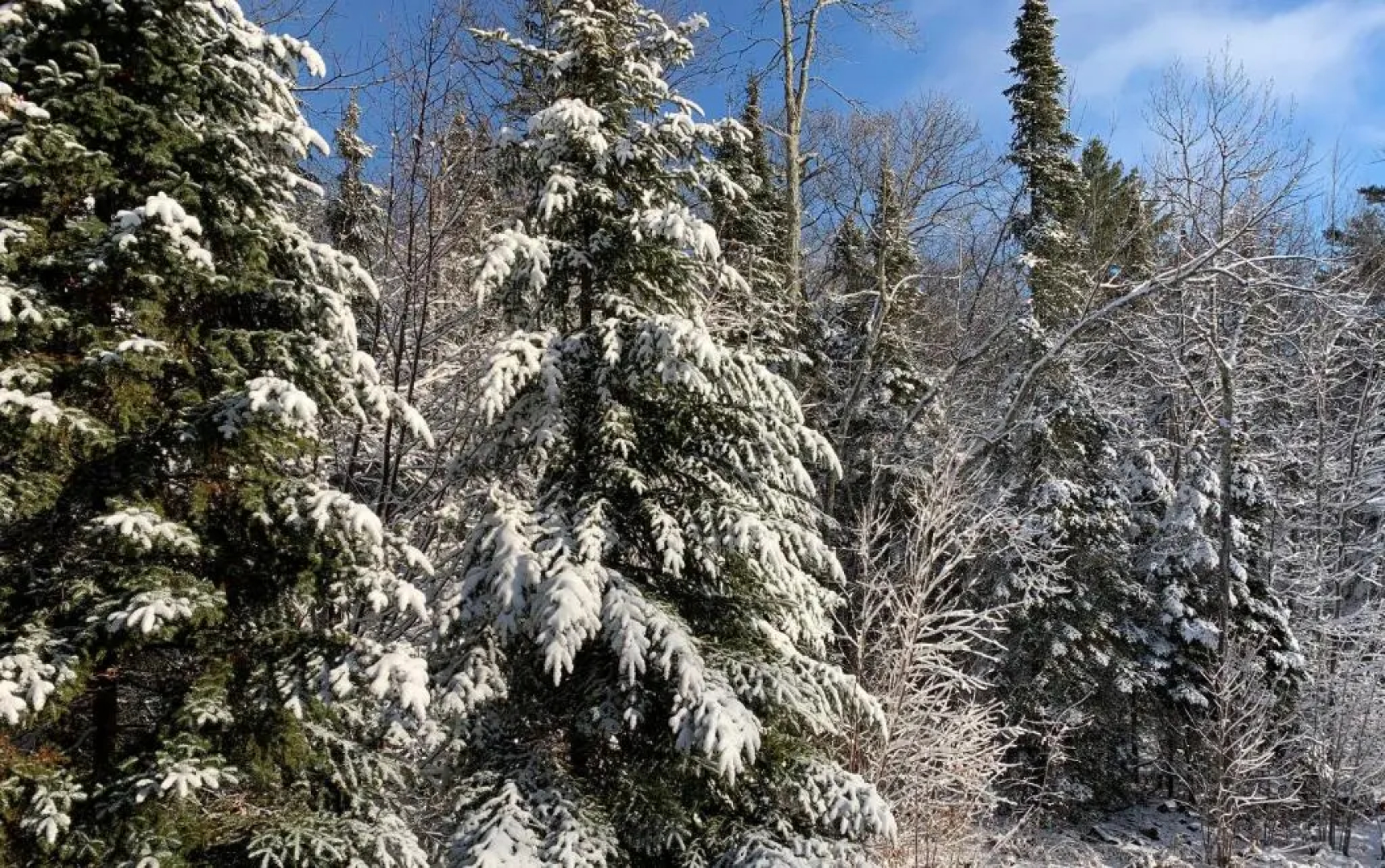 Woodland Lodging