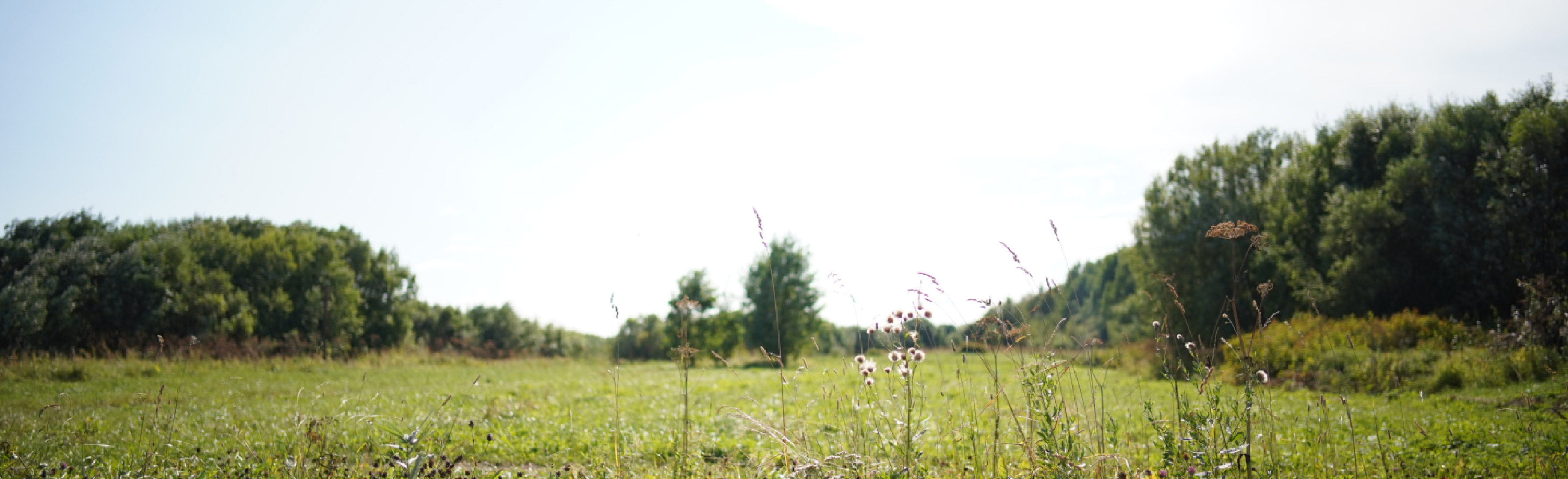 Ёлки(Архангельская)