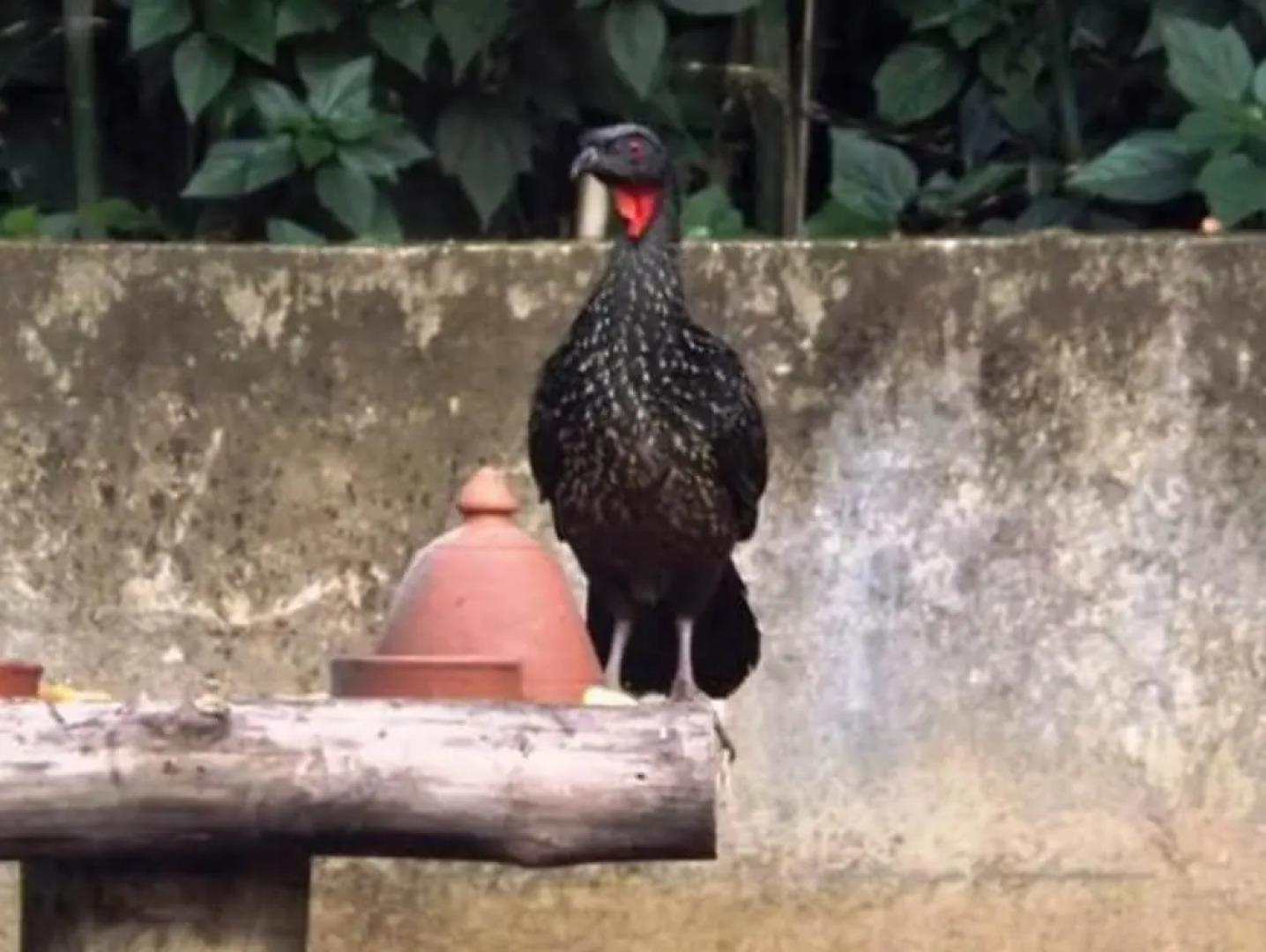 Hotel Britannia - Penedo