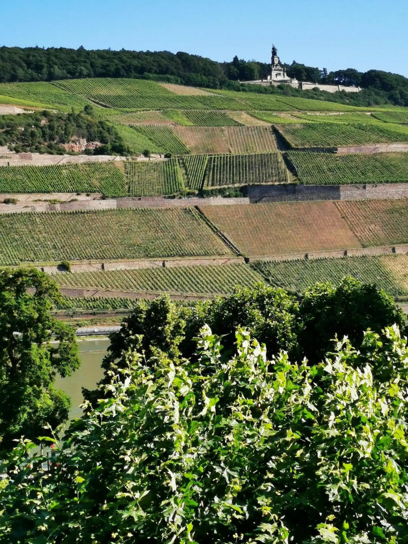 Rheinufer am Hindenburgpark