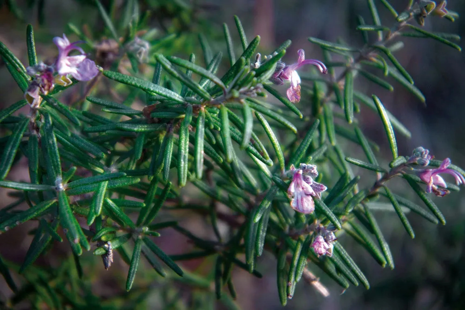 La Vieille Maison - Chambre et Halte Gourmande
