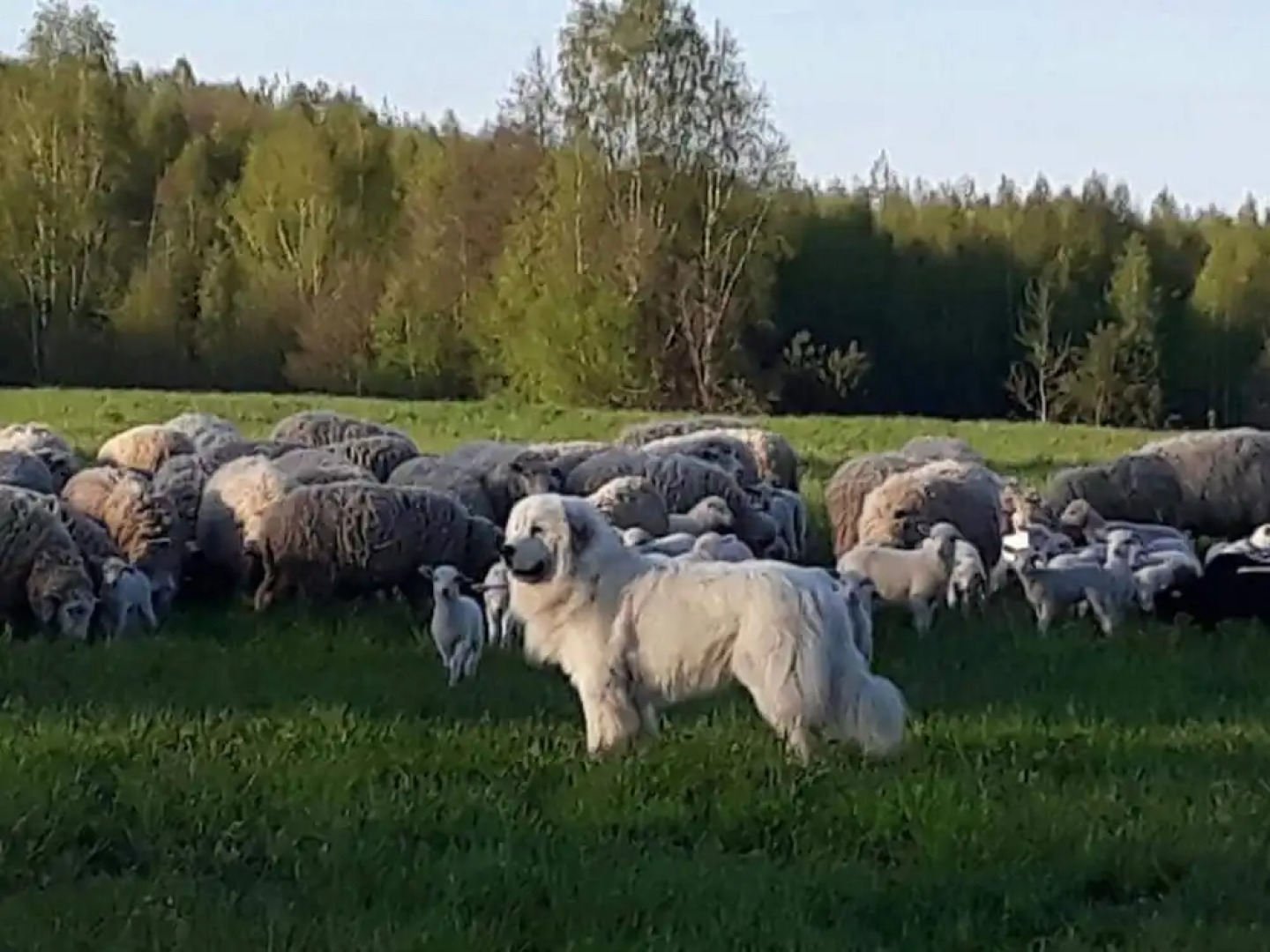 Rancho Khutor Yodishki