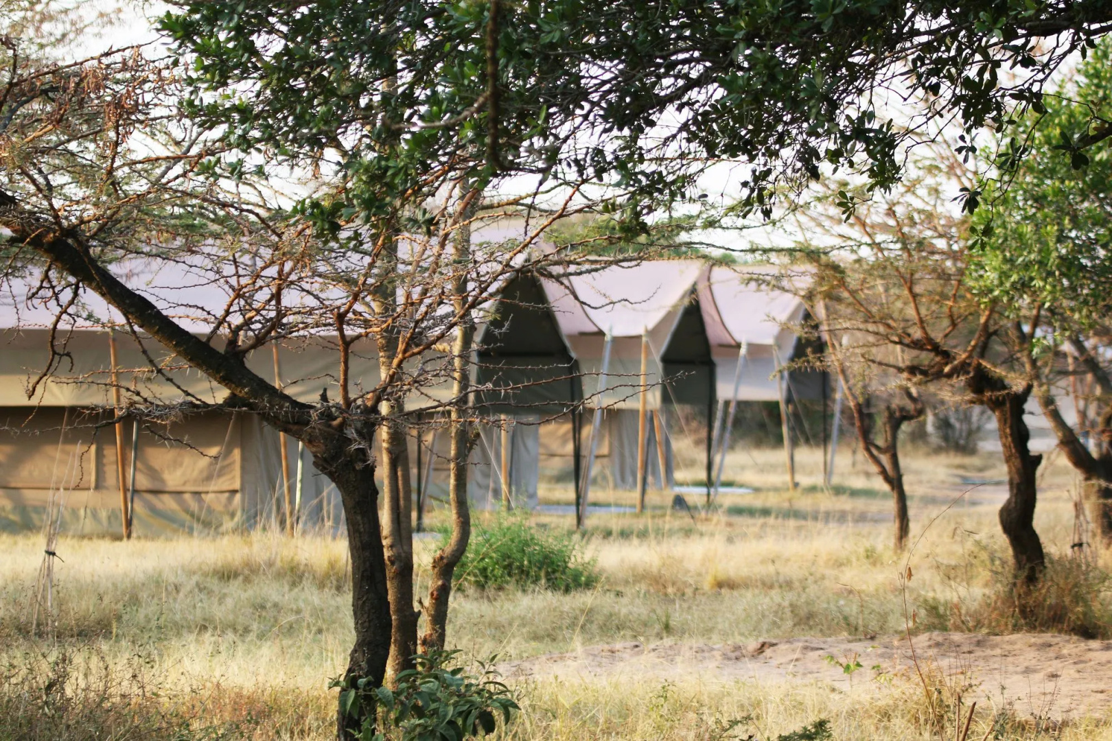 Olengoti Safari Camp - East Africa Camps