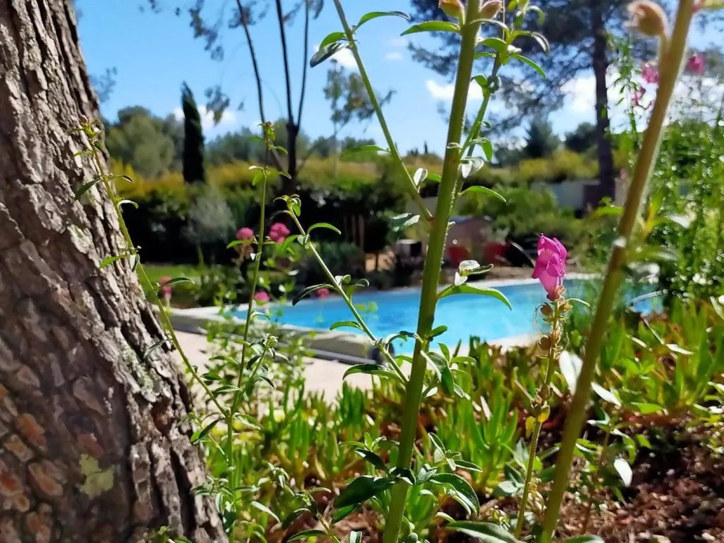 Studio d'Hôtes Les Libellules