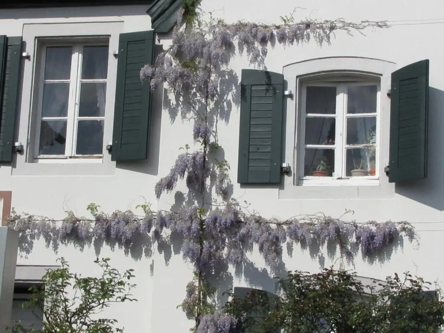 RheinRiver Guesthouse - Direkt am Rhein