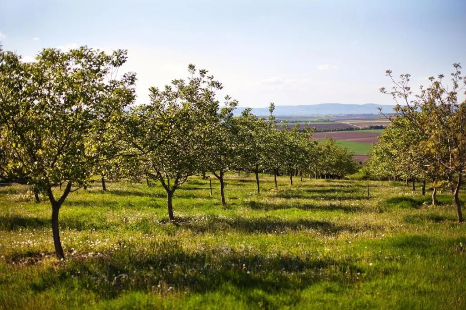 Dióliget - Zöld Dió Házikó
