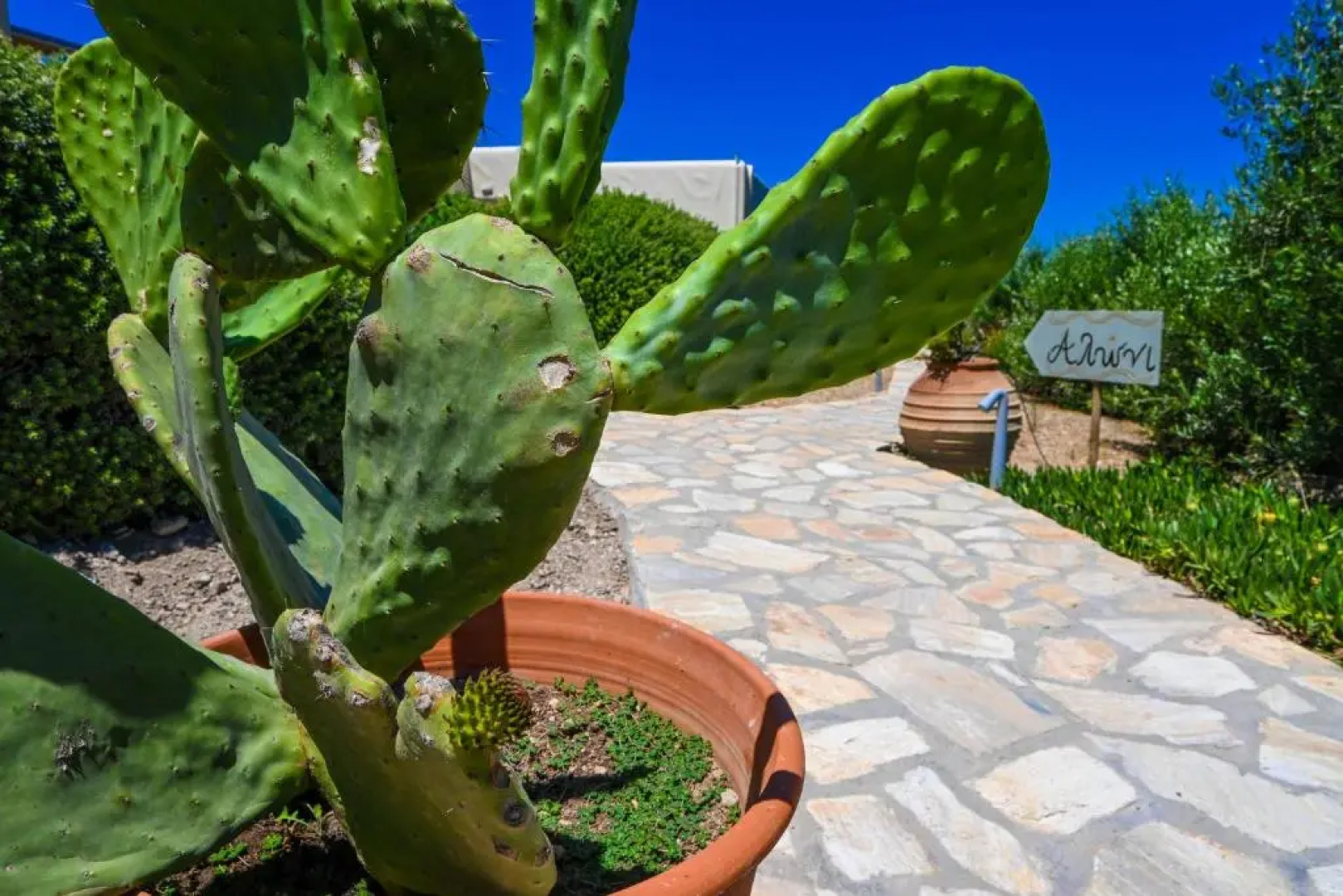 Schinoza Luxury Suites